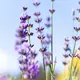 Jurlique Lavender Hydrating Mist 100 ml, image 2
