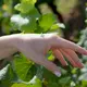 Vinesime Le Clos Chardonnay hand cream 50ml, image 3