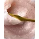 Davines Solu salt skrubb 250 ml, bilde 3